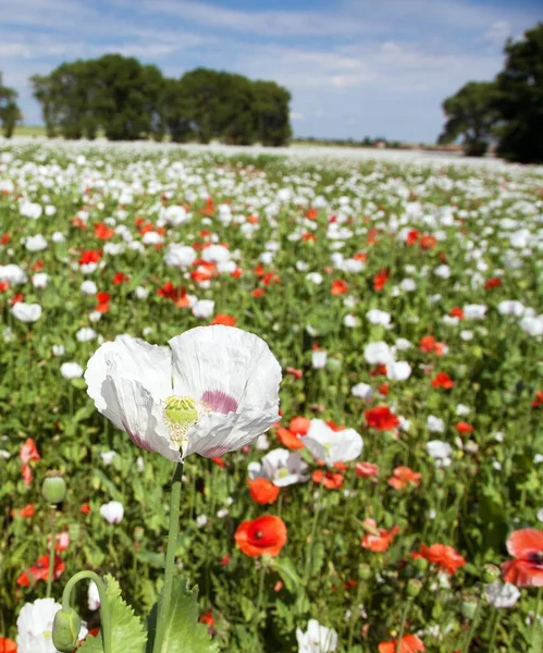 Latin papaver somniferum 'da beyaz afyon tarlası, kırmızı gelinciklerle otlanan haşhaş tarlası, Çek Cumhuriyeti' nde gıda endüstrisi için beyaz haşhaş yetiştirilir.