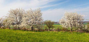 flowering cherry trees in latin Prunus cerasus with beautiful sky. White colored flowering cherrytree