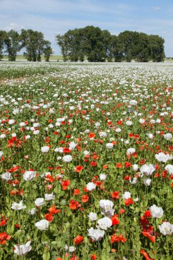Latin papaver somniferum 'da beyaz afyon tarlası, kırmızı gelinciklerle otlanan haşhaş tarlası, Çek Cumhuriyeti' nde gıda endüstrisi için beyaz haşhaş yetiştirilir.