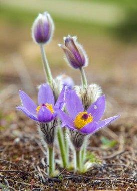 Pasqueflower. Daha büyük pask çiçeğinin güzel mavi çiçeği ya da latin pulsatilla grandis çayırda pasqueflower