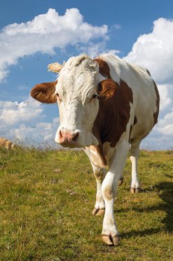 Latin Bo Primigenius Taurus 'ta inek, Alps Dolomities dağlarında, İtalya