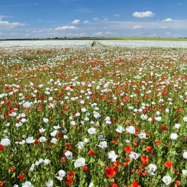 Latin papaver somniferum 'da beyaz afyon tarlası, kırmızı gelinciklerle otlanan haşhaş tarlası, Çek Cumhuriyeti' nde gıda endüstrisi için beyaz haşhaş yetiştirilir.