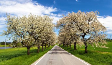güzel gökyüzü ile latin Prunus cerasus çiçekli kiraz ağaçlarının yol ve sokak. Beyaz renkli çiçekli kiraz ağacı