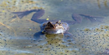 Latince Rana temporaria 'da yumurtalı Avrupa Kahverengi Kurbağası