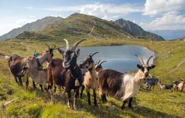 Göl kıyısındaki dağlarda keçi sürüsü, Carnic Alps, Avusturya ve İtalya sınırı