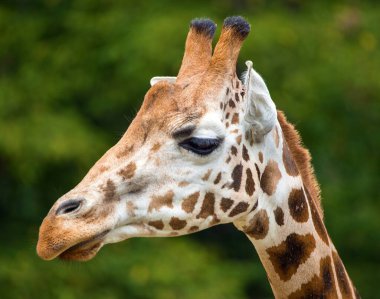 giraffe head on green background in latin Giraffa camelopardalis