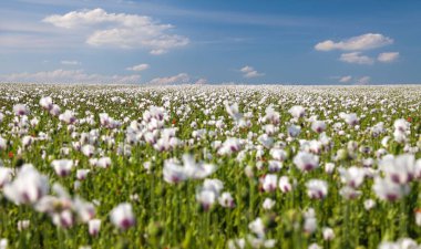 Latin papaver somniferum ve güzel gökyüzünde çiçek açan afyon haşhaş tarlası, Çek Cumhuriyeti 'nde gıda endüstrisi için beyaz renkli haşhaş yetiştirilir.