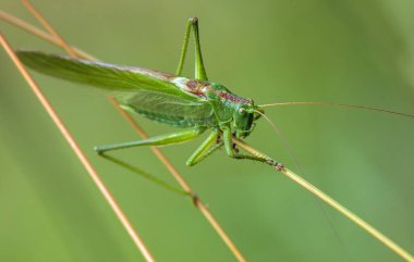 Çekirge yeşili, büyük yeşil çalılık çekirgesi, Latince Tettigonia viridissima