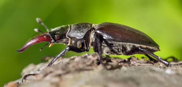 Lucanus cervus, the European stag beetle on green background