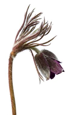 Pasqueflower. Küçük pask çiçekli güzel bir çiçek ya da beyaz arka planda izole Latince Pulsatilla pratensis çiçekli bir çayır çiçeği.
