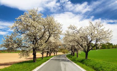 güzel gökyüzü ile latin Prunus cerasus çiçekli kiraz ağaçlarının yol ve sokak. Beyaz renkli çiçekli kiraz ağacı