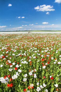 Latin papaver somniferum 'da beyaz afyon tarlası, kırmızı gelinciklerle otlanan haşhaş tarlası, Çek Cumhuriyeti' nde gıda endüstrisi için beyaz haşhaş yetiştirilir.