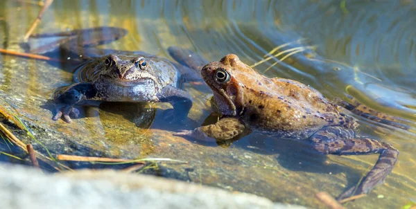 Two European Common brown Frogs in latin Rana temporaria grass frog