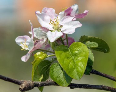 Latin Malus Domestica çiçekli elma ağacı bahar manzaralı