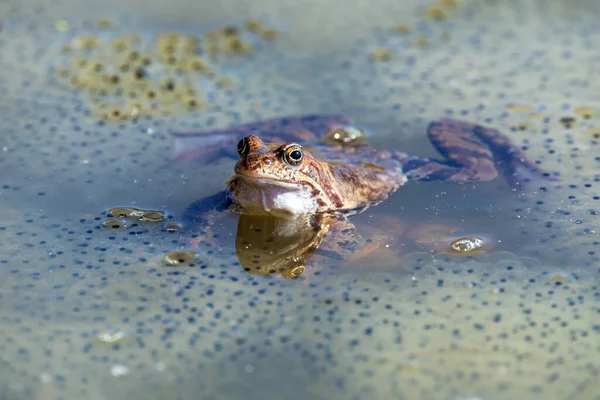 stock image European Common brown Frog in latin Rana temporaria with eggs