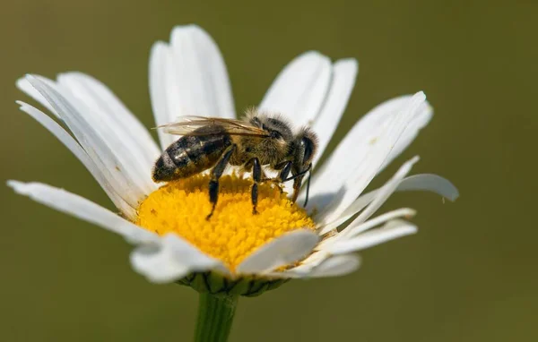 라틴어 Apis Mellifera 일반적인 데이지의 꿀벌에에서 꿀벌의 — 스톡 사진