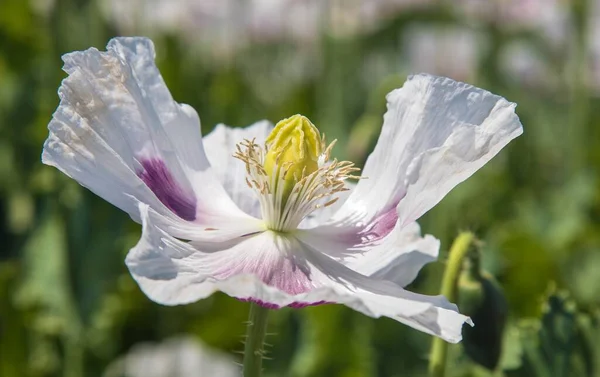 Detail Opium Poppy Flower Latin Papaver Somniferum White Colored Flowering — Stock Photo, Image