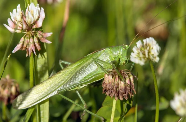 Grasshopper Green Great Green Bush Cricket Latin Tettigonia Viridissima — Stock Photo, Image