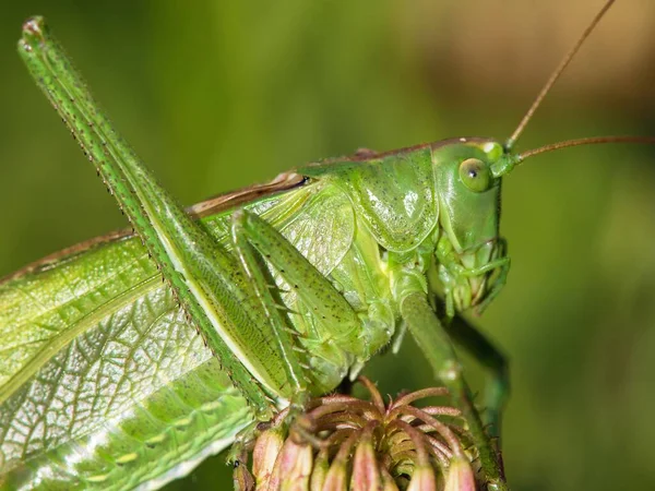 Grasshopper Verde Grande Arbusto Grilo Verde Latim Tettigonia Viridissima — Fotografia de Stock