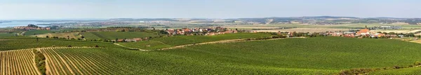 Vigneti Villaggio Zajeci Vista Pritlucka Hora Moravia Meridionale Repubblica Ceca — Foto Stock