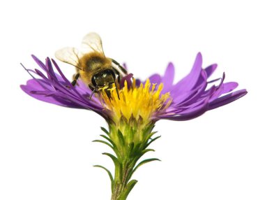Latin Apis Mellifera 'da arı ya da bal arısı, Avrupa' da ya da batı bal arısı mavi menekşe üzerinde ya da beyaz arka planda izole edilmiş mor bir çiçek üzerinde oturuyor.