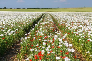 Latin papaver somniferum 'da çiçek açan afyon haşhaş tarlası, toprak yollu kırmızı gelinciklerle otlanan haşhaş tarlası, ilkbahar manzarası, Çek Cumhuriyeti' nde gıda endüstrisi için beyaz renkli haşhaş yetiştirildi.