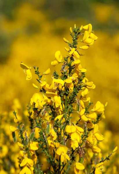 Cytisus Scoparius Obyčejné Koště Nebo Skotské Koště Žluté Kvetoucí Době Stock Snímky