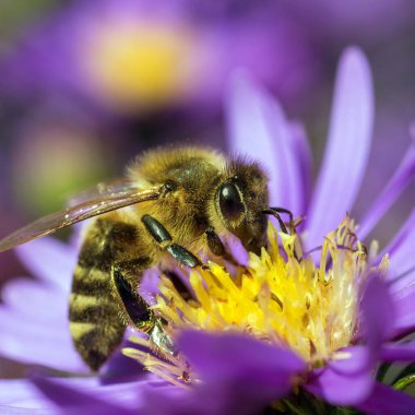 Arı ya da bal arısı Latin Apis Mellifera, Avrupa ya da batı bal arısı Mavi sarı menekşe ya da mor çiçekte oturuyor