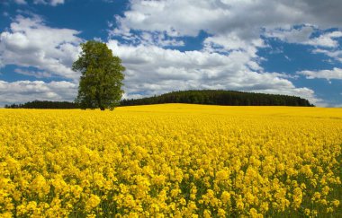 Kolza tohumu, kanola veya kolza, Latince Brassica Napus ve kireç ağacında, kolza tohumu bitki yeşil enerji ve Yeşil endüstri, altın bahar çiçekli alan tarlası