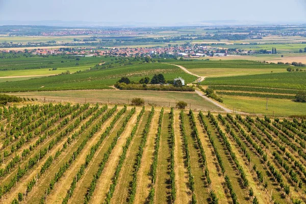 Vineyards和Rakvice村 从捷克共和国南摩拉维亚Pritlucka Hora看 — 图库照片