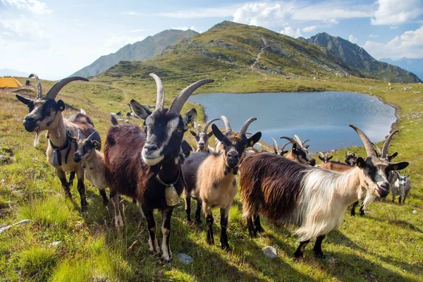 Manada Cabras Las Montañas Junto Lago Alpes Cárnicos Austria Italia — Foto de Stock