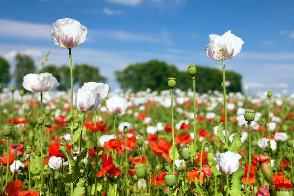 Latin papaver somniferum 'da beyaz afyon tarlası, kırmızı gelinciklerle otlanan haşhaş tarlası, Çek Cumhuriyeti' nde gıda endüstrisi için beyaz haşhaş yetiştirilir.