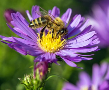 Arı ya da bal arısı Latin Apis Mellifera, Avrupa ya da batı bal arısı Mavi sarı menekşe ya da mor çiçekte oturuyor