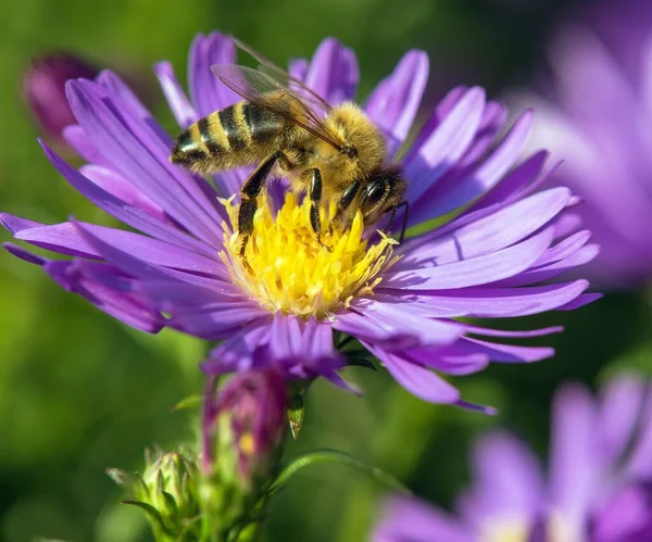 Bee Honeybee Latin Apis Mellifera European Western Honey Bee Sitting — Stock Photo, Image