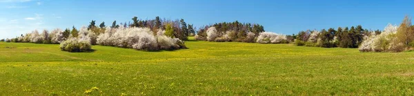 Prairie Printanière Buisson Épines Noires Fleurs Blanches Vue Printanière Depuis — Photo