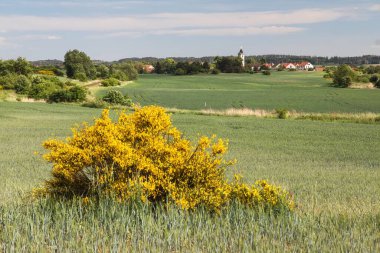 Cytisus scoparius, yaygın süpürge ya da İskoç süpürgesi sarı çiçekli buğday tarlası.