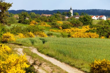 Cytisus scoparius, yaygın süpürge ya da İskoç süpürgesi sarı çiçekli çiçek açan zaman, Budisov köyü, toprak yol ve kış buğday tarlası, Bohemya ve Moravya dağları, Çek Cumhuriyeti