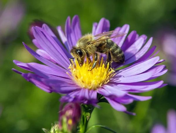 Biene Oder Honigbiene Auf Lateinisch Apis Mellifera Europäische Oder Westliche — Stockfoto