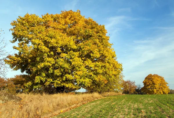 Autumn Colored Deciduous Tree Maple Tree Autumnal Landscape View — Stock Photo, Image