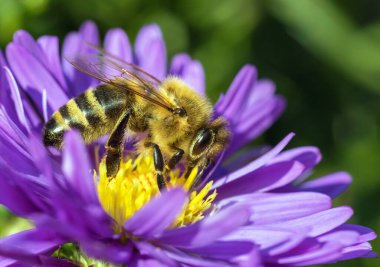 Arı ya da bal arısı Latin Apis Mellifera, Avrupa ya da batı bal arısı Mavi sarı menekşe ya da mor çiçekte oturuyor