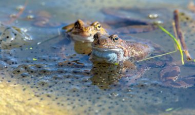 İki Avrupa Kahverengi Kurbağası Latince Rana Temporia Çimen Kurbağası yumurtalı