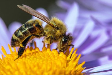 Arı ya da bal arısı Latin Apis Mellifera, Avrupa ya da batı bal arısı Mavi sarı menekşe ya da mor çiçekte oturuyor