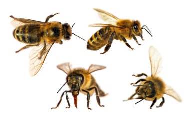 Beyaz arka planda, Latin Apis Mellifera, Avrupai veya batı bal arılarından oluşan dört arı veya bal arısı seti izole edilmiştir.