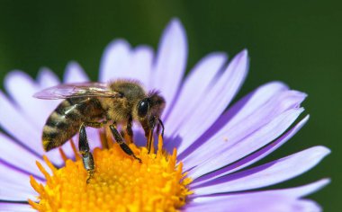 Arı ya da bal arısı Latin Apis Mellifera, Avrupa ya da batı bal arısı Mavi sarı menekşe ya da mor çiçekte oturuyor