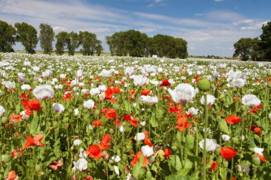 Latin papaver somniferum 'da beyaz afyon tarlası, kırmızı gelinciklerle otlanan haşhaş tarlası, Çek Cumhuriyeti' nde gıda endüstrisi için beyaz haşhaş yetiştirilir.