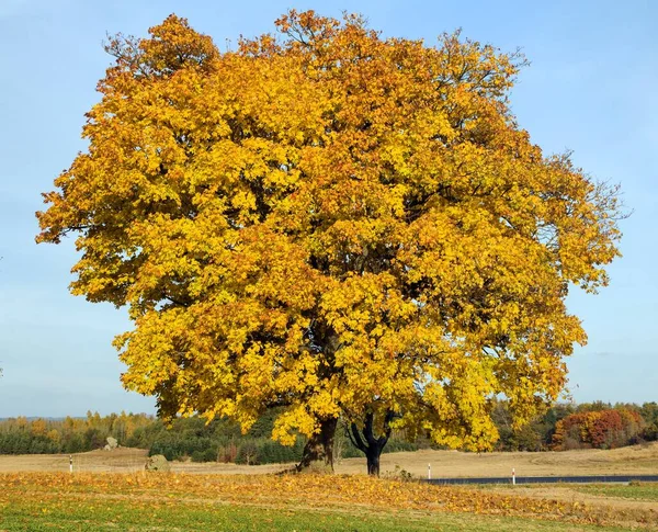 Autumn Colored Deciduous Trees Maple Trees Rural Road Autumnal Landscape —  Fotos de Stock