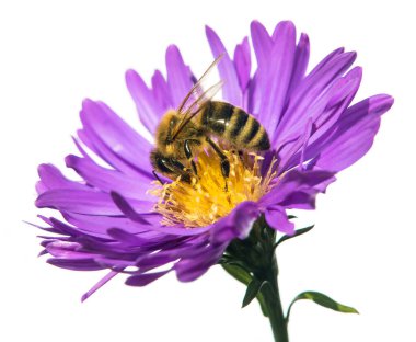 Latin Apis Mellifera 'da arı ya da bal arısı, Avrupa' da ya da batı bal arısı mavi menekşe üzerinde ya da beyaz arka planda izole edilmiş mor bir çiçek üzerinde oturuyor.