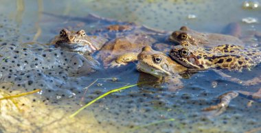 Latince Rana temporaria 'da yumurtalı Avrupa Kahverengi Kurbağaları