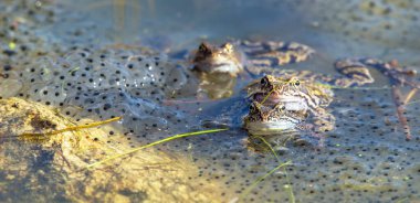 Latince Rana temporaria 'da yumurtalı Avrupa Kahverengi Kurbağaları