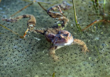 Latince Rana temporaria 'da yumurtalı Avrupa Kahverengi Kurbağası
